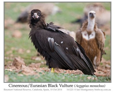 Cinereous Vulture (Aegypius monachus) by Ian