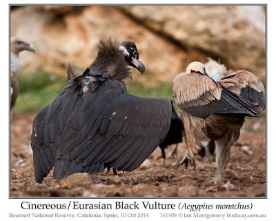 Cinereous Vulture (Aegypius monachus) by Ian