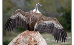 Ian’s Bird of the Week – Griffon&nbsp;Vulture