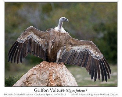 Griffon Vulture (Gyps fulvus) by Ian