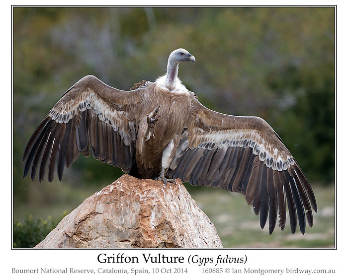 Griffon Vulture (Gyps fulvus) by Ian