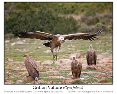 Griffon Vulture (Gyps fulvus) by Ian