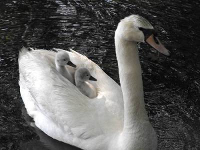 Mute Swan