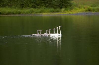 Swan Family ©USFWS
