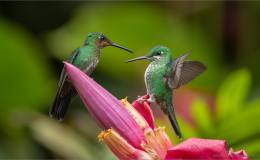 Green-crowned Brilliant (Heliodoxa jacula) ~ by Raymond&nbsp;Barlow