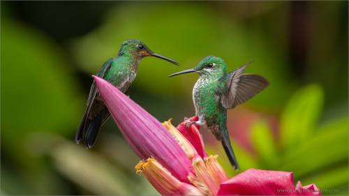 Green-crowned Brilliant (Heliodoxa jacula) by Raymond Barlow
