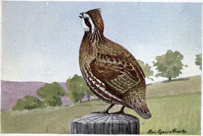 Bob White - Burgess Bird Book ©©