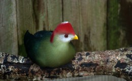 Sunday Inspiration – Christmas Birds Revisited&nbsp;2021