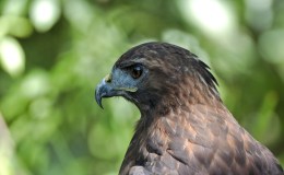 Bible Birds – Hawk&nbsp;Introduction
