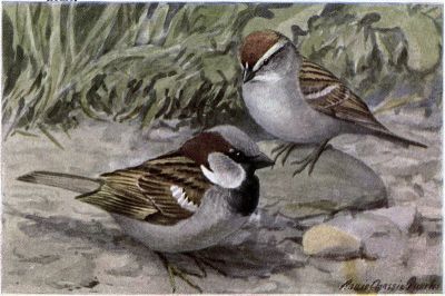 Bully the English Sparrow, Chippy the Chipping Sparrow - Burgess Bird Book ©©