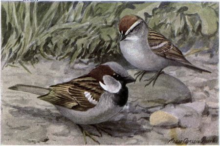 Bully the English Sparrow, Chippy the Chipping Sparrow - Burgess Bird Book ©©