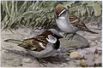 Bully the English Sparrow, Chippy the Chipping Sparrow - Burgess Bird Book ©©