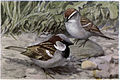 Bully the English Sparrow, Chippy the Chipping Sparrow - Burgess Bird Book ©©