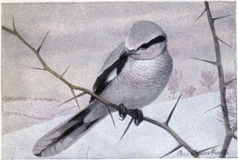Butcher the Northern Shrike - Burgess Bird Book ©©
