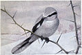 Butcher the Northern Shrike - Burgess Bird Book ©©