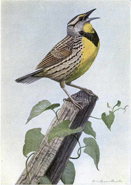 Carol the Meadow Lark - Burgess Bird Book ©©