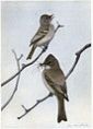 Chebec the Least Flycatcher, Dear Me the Phoebe - Burgess Bird Book ©©