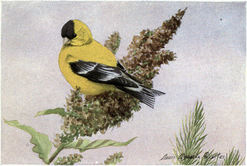 Chicoree the Goldfinch - Burgess Bird Book ©©