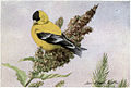 Chicoree the Goldfinch - Burgess Bird Book ©©