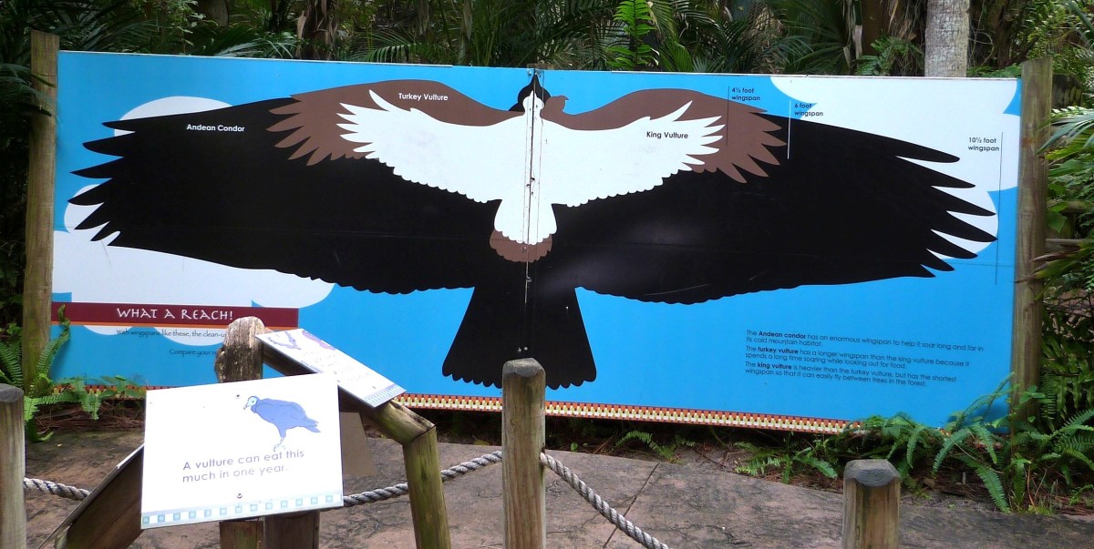 Condor-Turkey-King Vulture Sign at Brevard Zoo by Lee