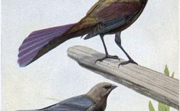 A Maker of Thunder and a Friend in Black – Chapter&nbsp;19