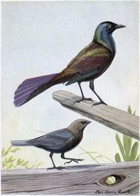 Creaker the Purple Grackle, The Male Cowbird - Burgess Bird Book ©©