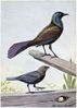 Creaker the Purple Grackle, The Male Cowbird - Burgess Bird Book ©©Thum