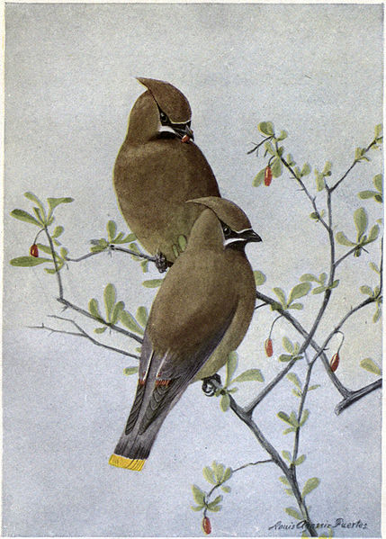 Dandy the Cedar Waxwing - Burgess Bird Book ©©