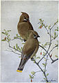 Dandy the Cedar Waxwing - Burgess Bird Book ©©Thum