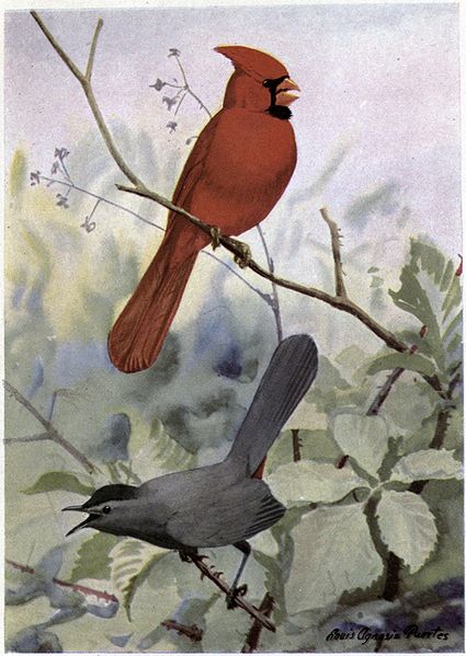 Glory the Cardinal, Kitty the Catbird - Burgess Bird Book ©©