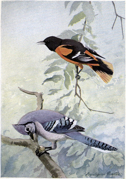 Goldie the Baltimore Oriole, Sammy Jay - Burgess Bird Book ©©