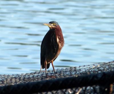 Green Heron at Lake Morton by Lee