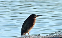 Lake Morton Birdwatching after&nbsp;Round-up