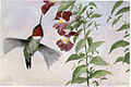 Hummer the Ruby-throated Hummingbird - Burgess Bird Book ©©Thum