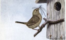 The Burgess Bird Book For Children –&nbsp;Introduction