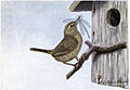 Jenny Wren - Burgess Bird Book ©©Thum