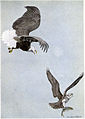 King Eagle Plunger the Osprey - Burgess Bird Book ©©Thum