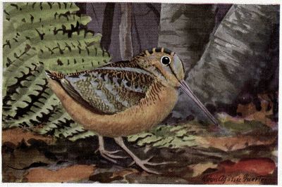 Longbill the Woodcock - Burgess Bird Book ©©