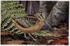 Longbill the Woodcock - Burgess Bird Book ©©Thum