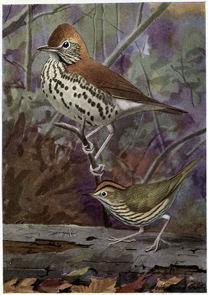 Melody the Wood Thrush, Teacher the Oven Bird - Burgess Bird Book ©©