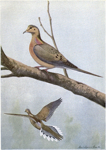 Mourner the Dove - Burgess Bird Book ©©