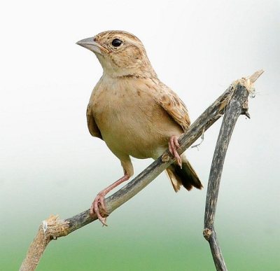 Singing Bush Lark (Mirafra cantillans) by Nikhil Devassar