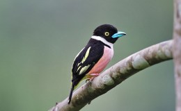 Christmas Birds – Ornaments&nbsp;2013