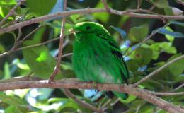 Sunday Inspiration –&nbsp;Broadbills