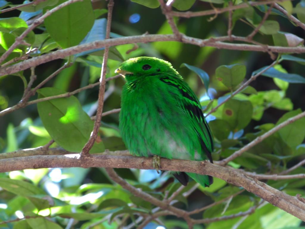 Green Broadbill (Calyptomena viridis) by Lee at ZM
