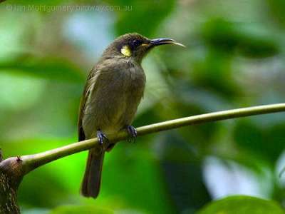 Graceful Honeyeater (Meliphaga gracilis) by Ian at Birdway