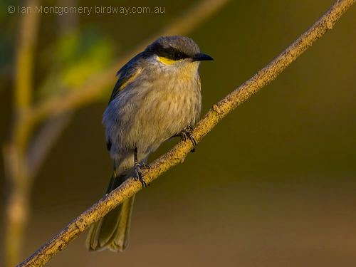 Singing Honeyeater (Gavicalis virescens) by Ian