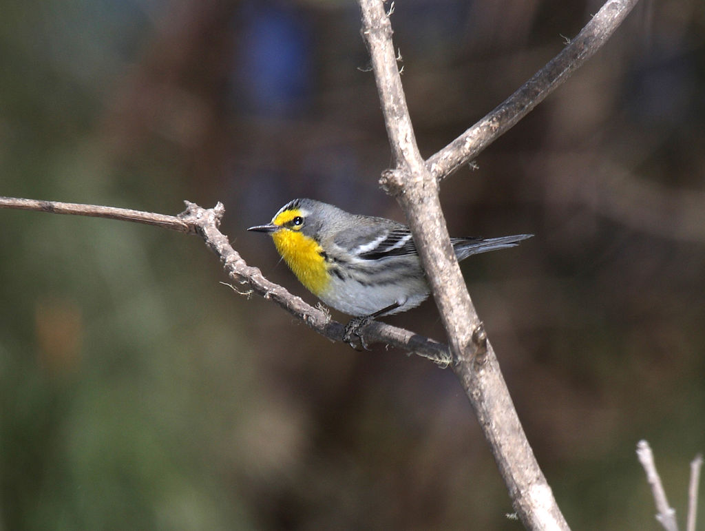 Grace's Warbler (Setophaga graciae) ©WikiC