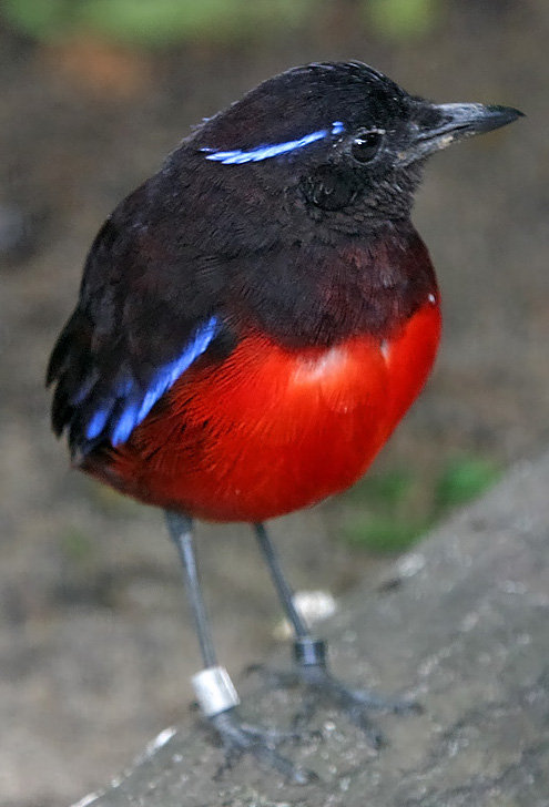 Graceful Pitta (Erythropitta venusta) ©WikiC