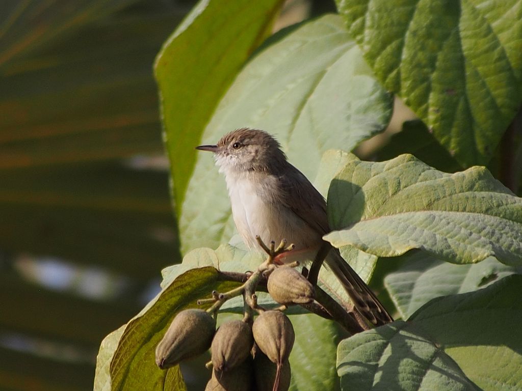 Graceful Prinia (Prinia gracilis) ©WikiC